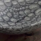 Lavabo di design da appoggio in ceramica cocco fatto in Italia Animals Viadurini