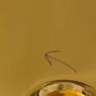 Lavabo moderno da appoggio in ceramica oro fatto in Italia Sofia Viadurini