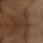 Sedia Imbottita con Base Legno Rovere Made in Italy – Sebastian Viadurini