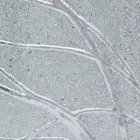 Specchiera muro rettangolare in legno di abete made in Italy Achille Viadurini