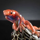 Statuina a Forma di Lucertola su Sasso in Vetro Colorato Made in Italy - Certola Viadurini